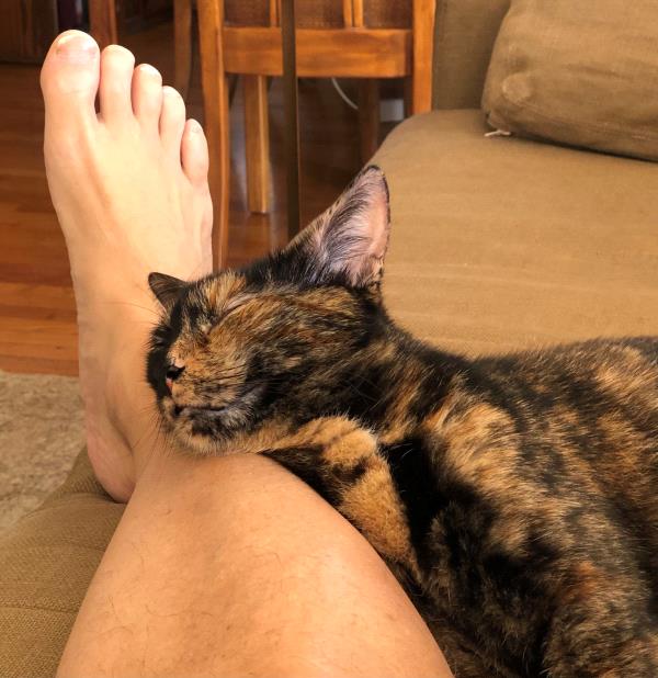 /Images/uploads/Friends of Seal Beach Animal Care Center/2022sbacc/entries/21526thumb.jpg